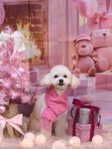 20241229ポコちゃん